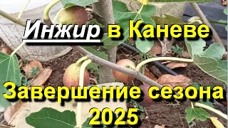 картинка: Инжир в Каневе. Последние фиги сезона 2025 10 21