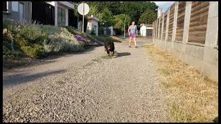 Maximus male Tibetan mastiff puppy by Sirius Nova 71 views 11 months ago 4 seconds