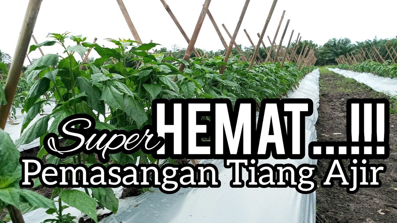 cara mudah dan murah pasang Ajir @MitraBertaniTV @OEMAH_TANI @ARIPANG@sahabattanitv