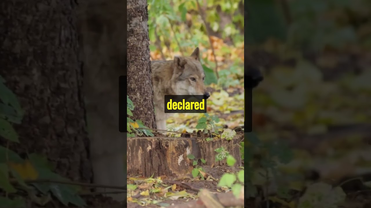 The Mexican Gray Wolf 🇲🇽🐺