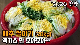 소금 비율~ 기초만 알면 100포기도 담을 수 있다. 자세히 실패없는 배추절이기. 배추 10포기~15포기