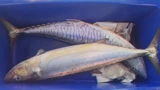 800lb Black Marlin