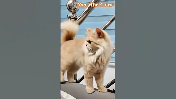 POV When My Cat Yami Dressed Like A Queen Fypシ Viral Catsofyoutube Cats Cutecat Support 