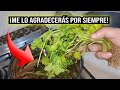 ¡Guau! No tenía idea de que bañarme con Cilantro fuera tan bueno para tantas cosas.