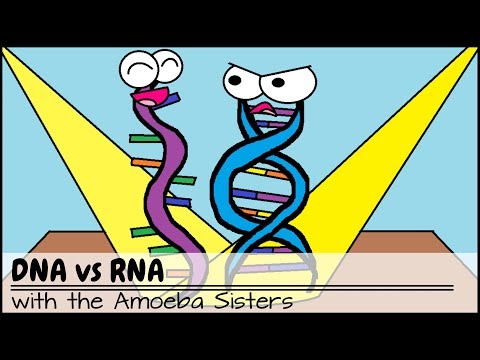 Video: Maak RNA proteïene?