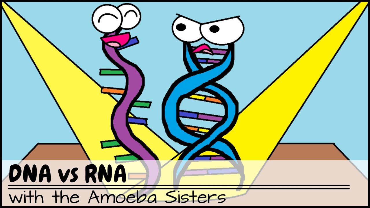 Why RNA Is Just As Cool As DNA YouTube