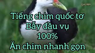 QA1989 || tiếng chim quốc ngực trắng 100%ăn chim có link tải mp3 dưới phần mô tả