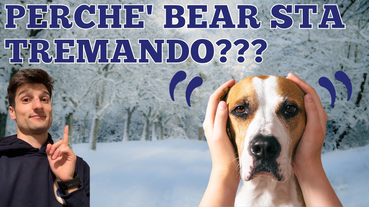 Perché il cane trema? 7 motivi per cui il cane trema YouTube