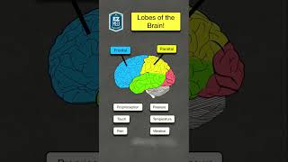 🔥 Lobes of the Brain & Their Functions Explained in 60 SECONDS! [Nursing NCLEX Anatomy]