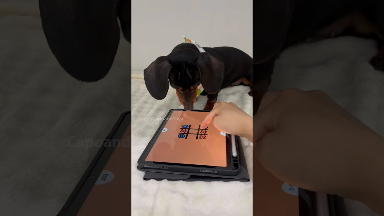 Dachshund knew she couldn't give up #dog #dogs