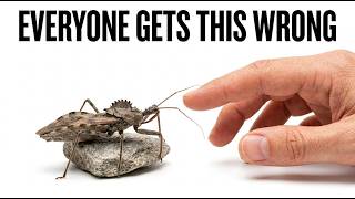 The One Backyard Bug You Should Actually Fear — Assassin Bug Not What You Think