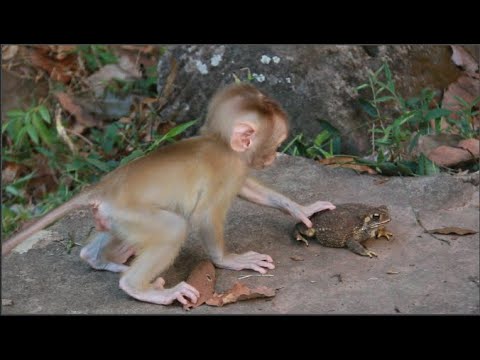 Adorable Lucie baby monkey catching frog - YouTube