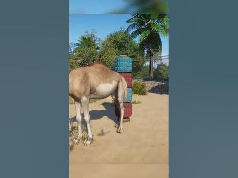 🐪 Dromedary Camel Back Scratches | Planet Zoo Arid Animal Pack - YouTube