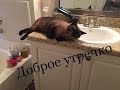 Сиамская КОТЭ голова =^..^= СИАМСКИЕ КОШКИ