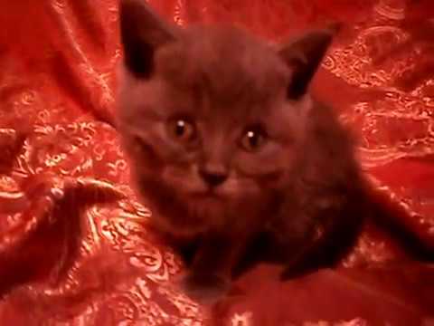 Видео. Знакомьтесь. Наш КОТИК ТИШКА .