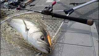 無修正ノーカットでご覧ください・・・シーバスが釣れるまでを・・・。