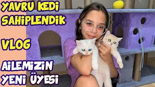 Yavru Kedi̇ Sahi̇plendi̇k Pet Shop Alışverişi Yaptık Vlog Işıl Güler Babishko Family