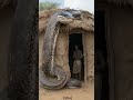 Anaconda Man Octopus Seacreatures Creatures Kraken Storytelling Anaconda Man Octopus Seacreatures Creatures Kraken Storytelling