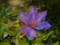 The 5th Dimension The Magic Garden