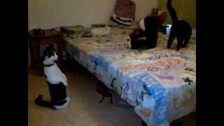 Chat Suricat Meerkat Cat