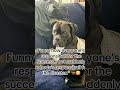 Responsibull #dog #puppy #doggielife #doggie #pets #funny #dogmom #adorable #smartdog #boxerdog
