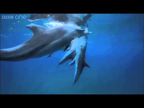 Dolphins purposely getting high on pufferfish   Dolphins   Spy in the Pod Episode 2   BBC One