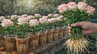 Don't Throw It Away! It Makes Rose Stems Grow 900% More Roots Overnight!