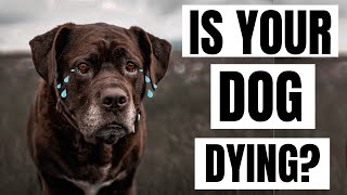 7 Warning Signs Your Dog Is Dying