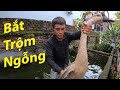cương xấu| Mượn Ngỗng Nhà Hàng Xóm Hữu Bộ Và Cái Kết