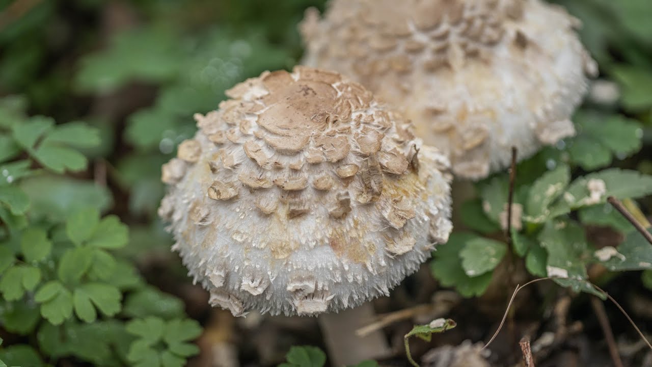 Приготовление блюд с мохнатыми грибами-зонтиками (Mazze de Tamburo)