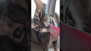 засуха #shortsvideo #cat #catlover #funny #funnycats #котики #shortvideo