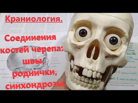 Соединения костей черепа: швы, роднички, синхондрозы. Краниология. Suturae, fonticuli, synchondroses