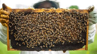 Honey Bee   Farming |Nest of Honey |Mr.Agriculture #shorts #honey #bee #honeybee #honeybeefarming