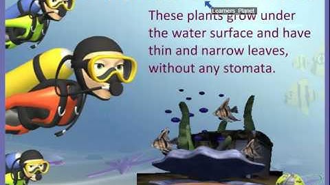 CBSE Class 4 Science Adaptations How Plants Survive s-3|Worksheets for grade 4 science link in desc