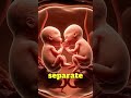 Ovulation and Fertization of IDENTICAL TWINS: The Miracle of Life