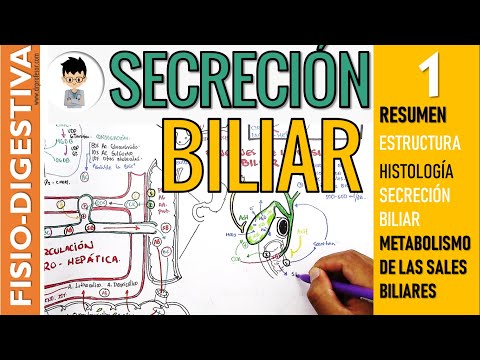 Vídeo: Sales Biliares En Su Cuerpo: Función, Beneficios Y Más