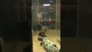 Download Lagu Natural Blue Acara #acara #life #subscribe #like #happy #family #viral #newfish MP3