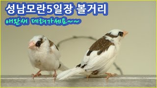 성남모란시장 볼거리 - 애완새
