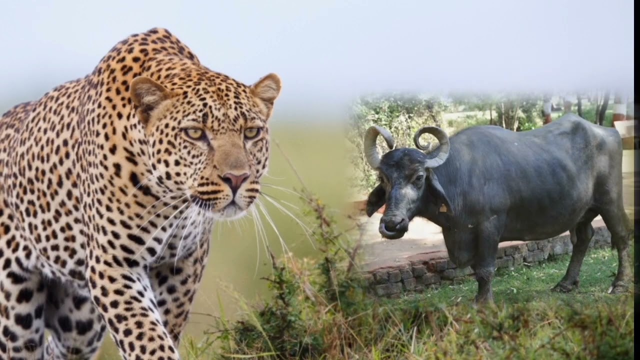 BIBATYA VAN VAIBHAV VANYJIV MANAV SANGHARSH