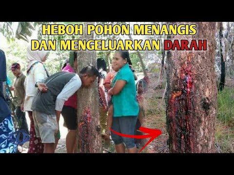 Video: Weeping Willow (13 Foto): Mengapa Disebut Menangis? Penjelasan Ilmiah. Apa Yang Menetes Dari Pohon Di Panas? Pertanda Rakyat Tentang 