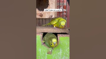#سورة_البقرة #قرآن #المصحف #العراق #السعودية #طيور #الحب #البادجي #quran #birds #budgies #lovebirds