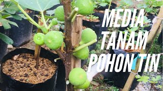 PEMBUATAN MEDIA TANAM DI POLYBAG UNTUK BUDIDAYA POHON BUAH TIN
