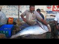 35 Kg Massive Tuna Fish Cutting& Chopping in Kasimedu Fish Market