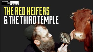 The Red Heifer and the Third Temple in End-Time - YBD