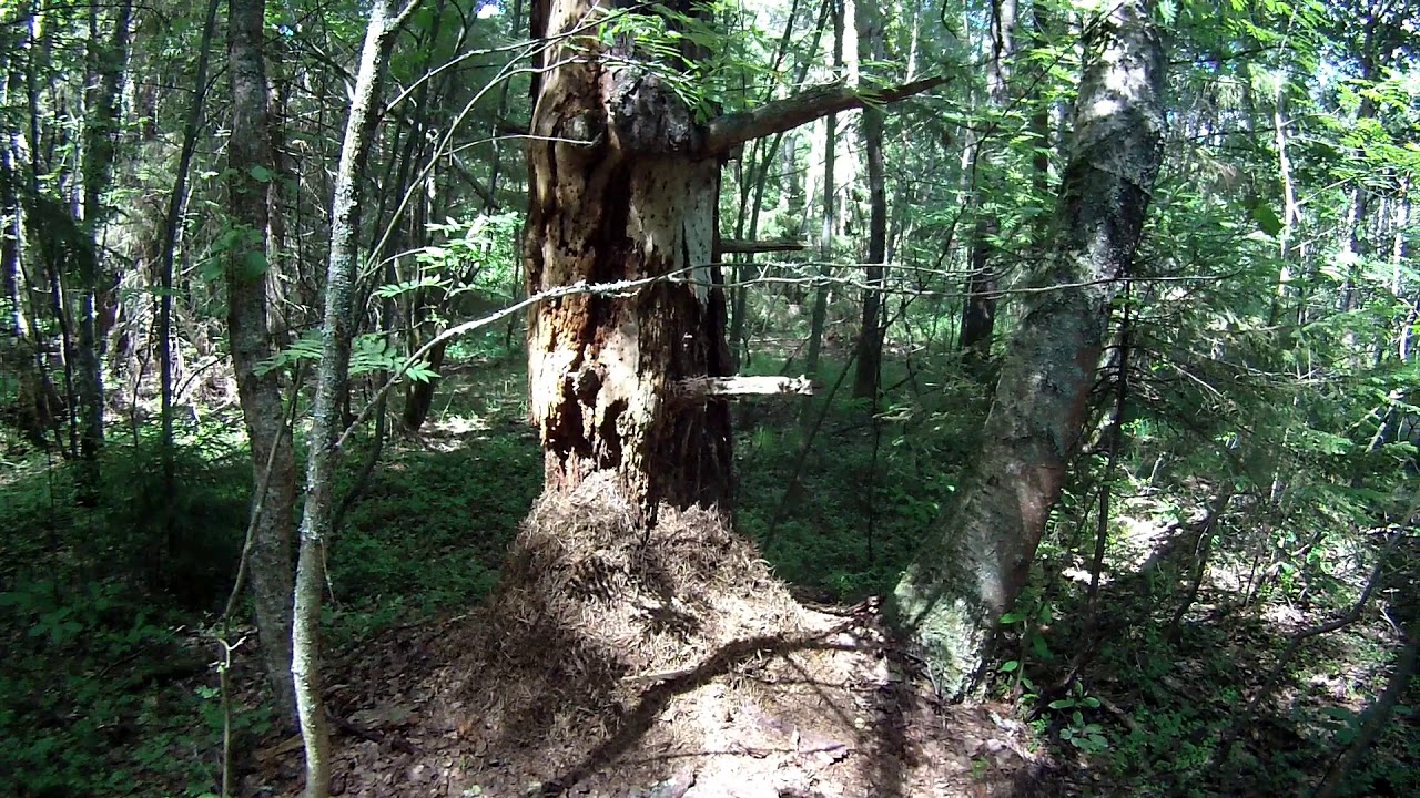 Сосна и муравейник - YouTube