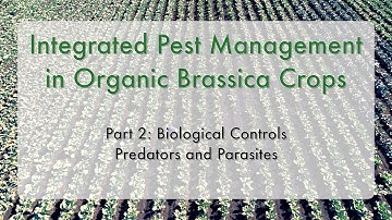 WPCLN Insects and Brassica crops Video 2 - Biological Controls Predators and Parasites