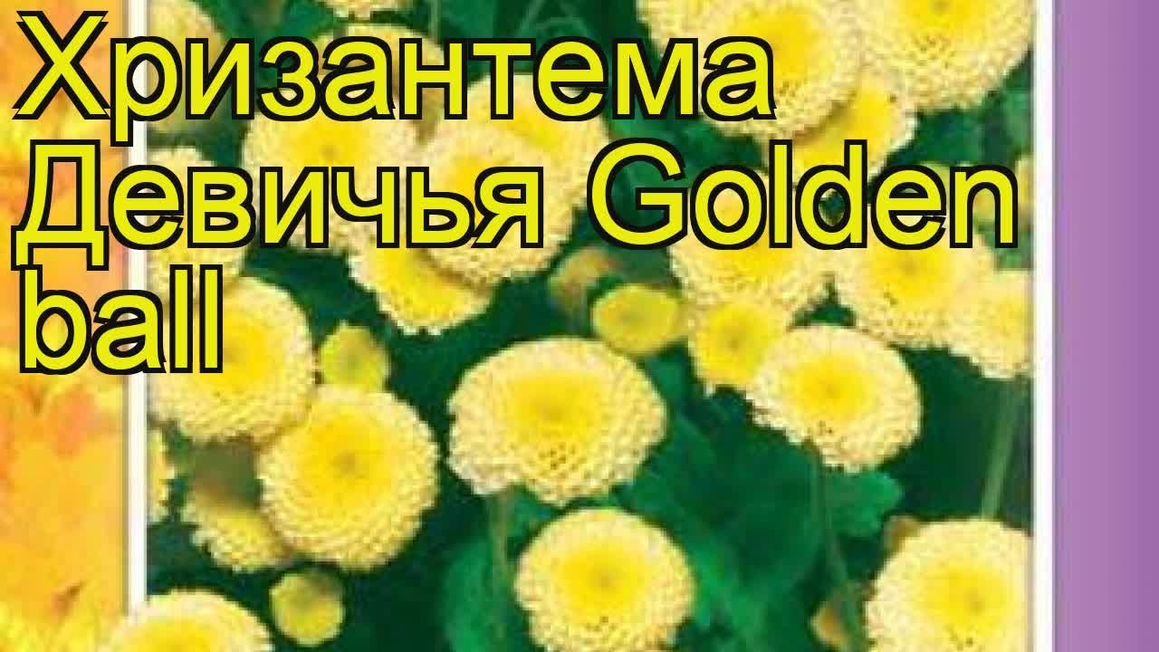 Хризантема Девичья Купить Семена