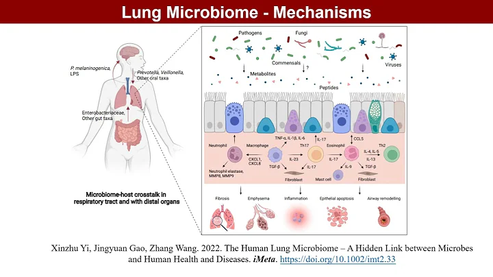 iMeta | The human lung microbiome—A hidden link between microbes and human health and diseases
