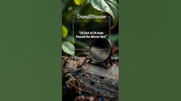 Ants Show Signs of Self-Awareness in Mirror Test, Stun Scientists #trendstream #ants #inteligent |