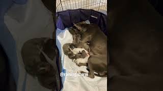 My Dog Gave Birth To 9 Pups